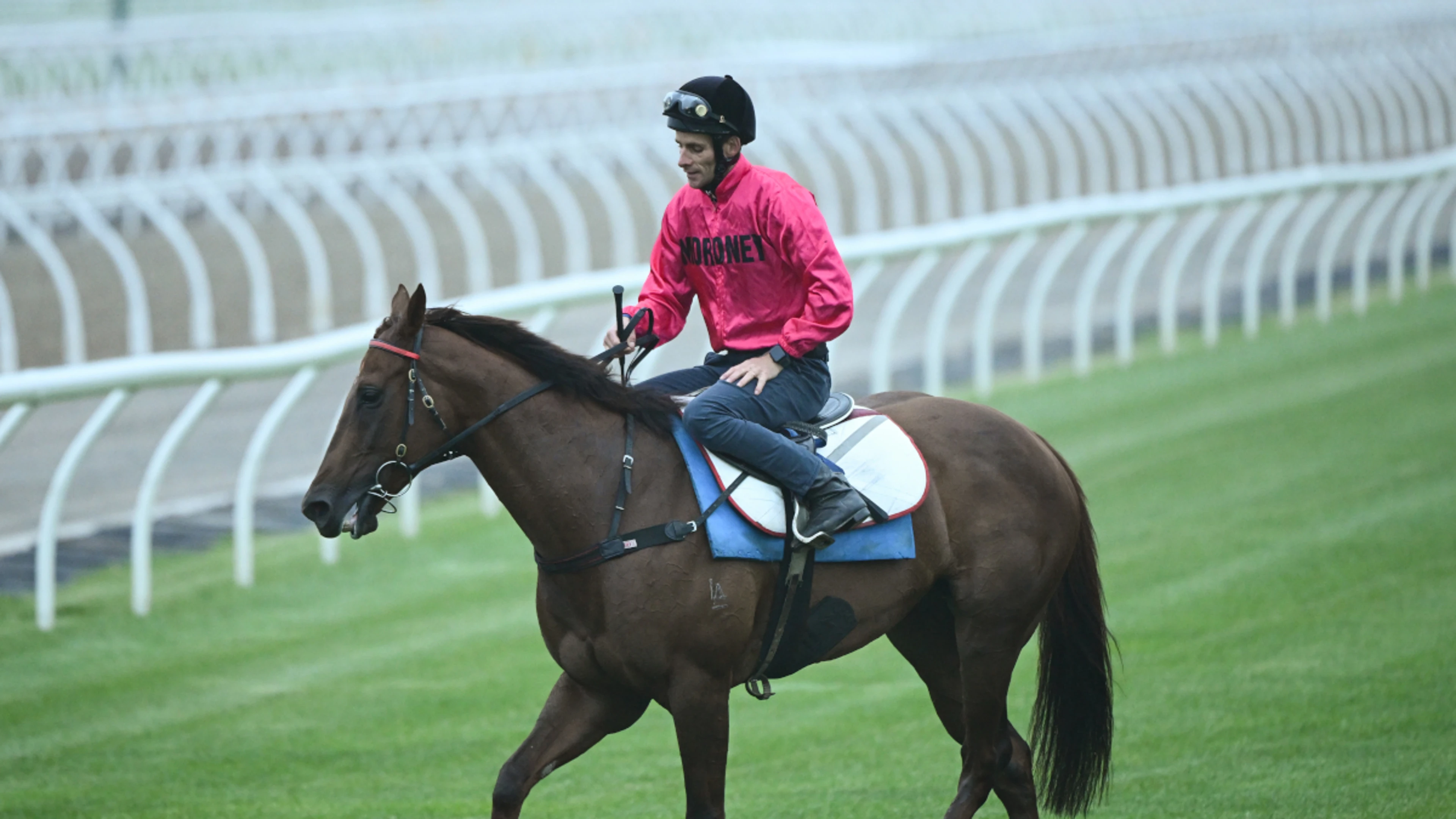 Australian champion race horse Black Caviar dies