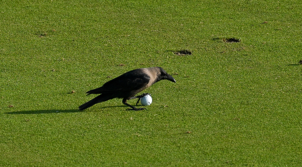 PGA Adds Myrtle Beach Tournament In 2024 SuperSport   Golfball 1050 