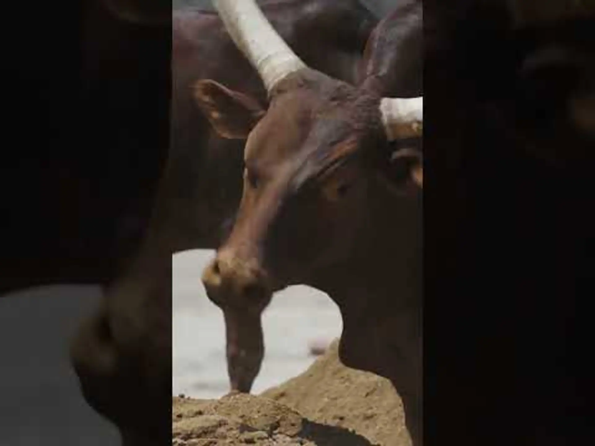 The Jukskei derby never disappoints