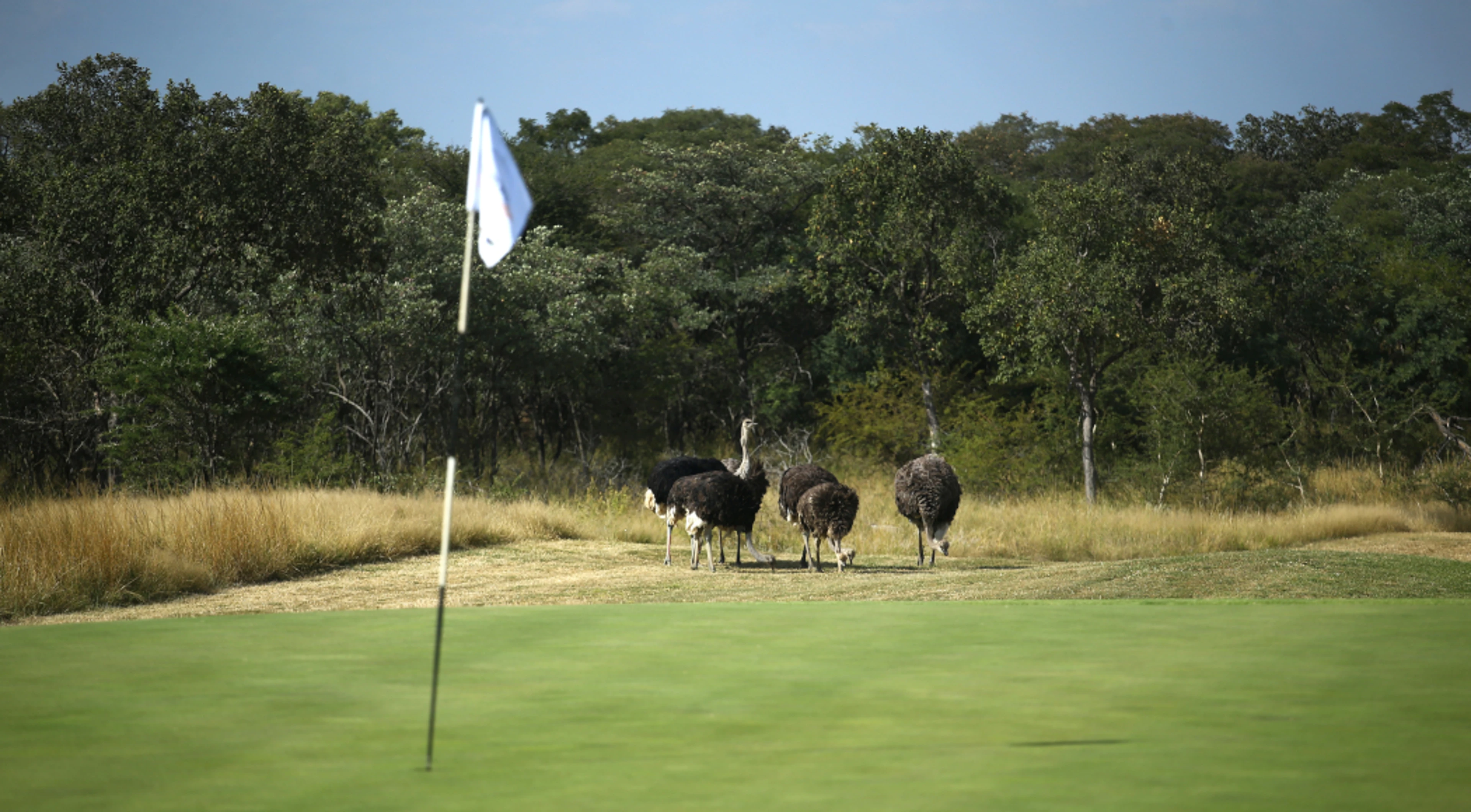 SDC Open’s bushveld bliss suits SA pros